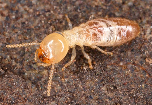 Termite Control Certification