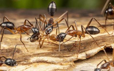 Carpenters Ants Encountered at Franklin Deck Project