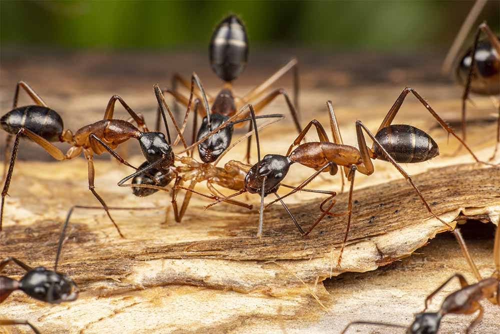 Carpenters Ants Encountered at Franklin Deck Project