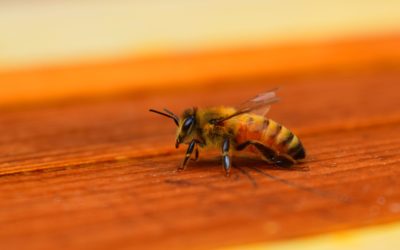 Honey Bee Swarm in Franklin